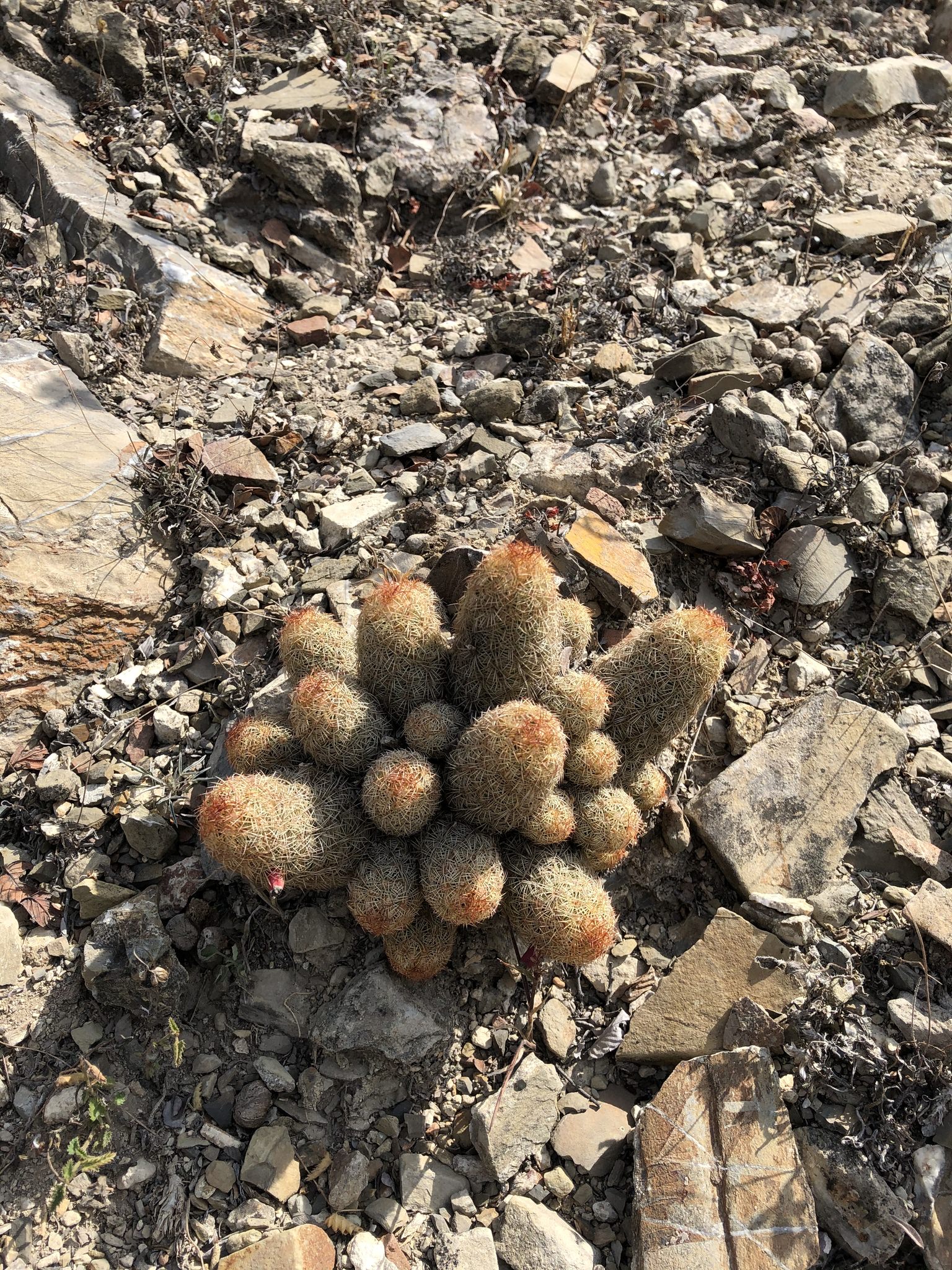 Mammillaria elongatha